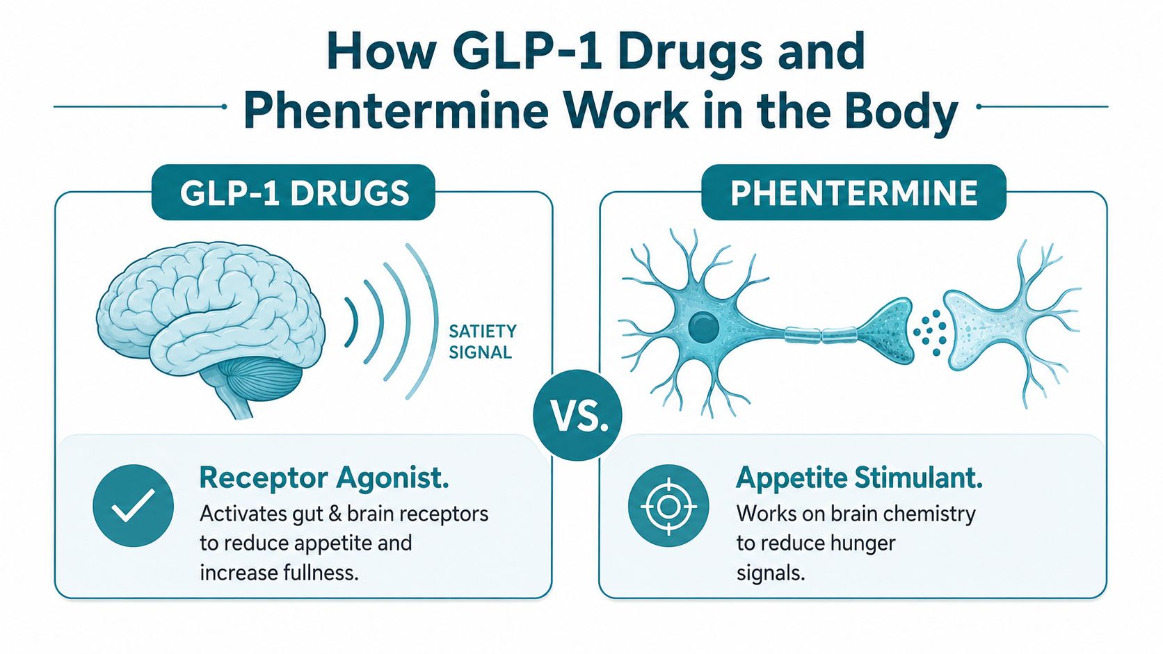 An infographic comparing how GLP-1 receptor agonist drugs and phentermine influence appetite and body chemistry.