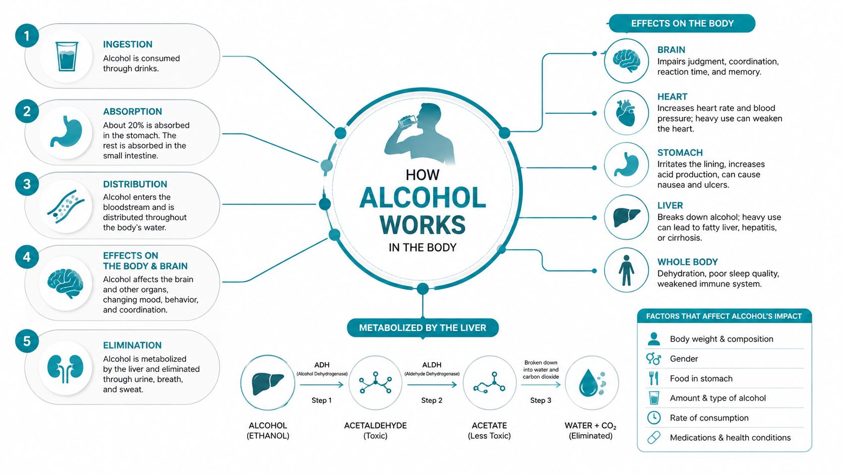 An infographic showing how alcohol is ingested, metabolized by the liver, and affects different body organs.
