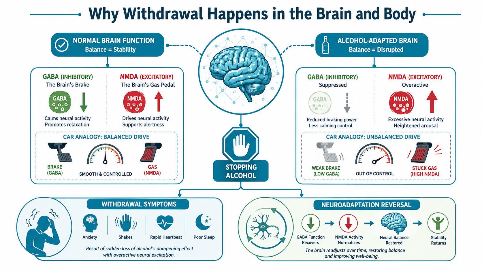 An infographic explaining the biological mechanisms of alcohol withdrawal through the balance of GABA and NMDA systems.
