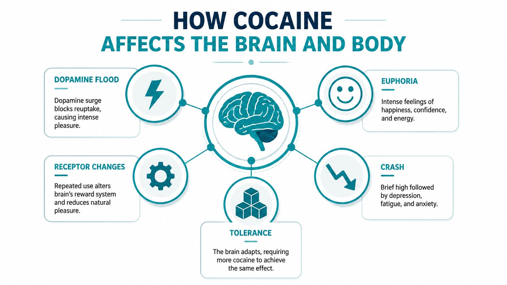 An infographic showing how cocaine impacts the brain and body through various biological and psychological effects.