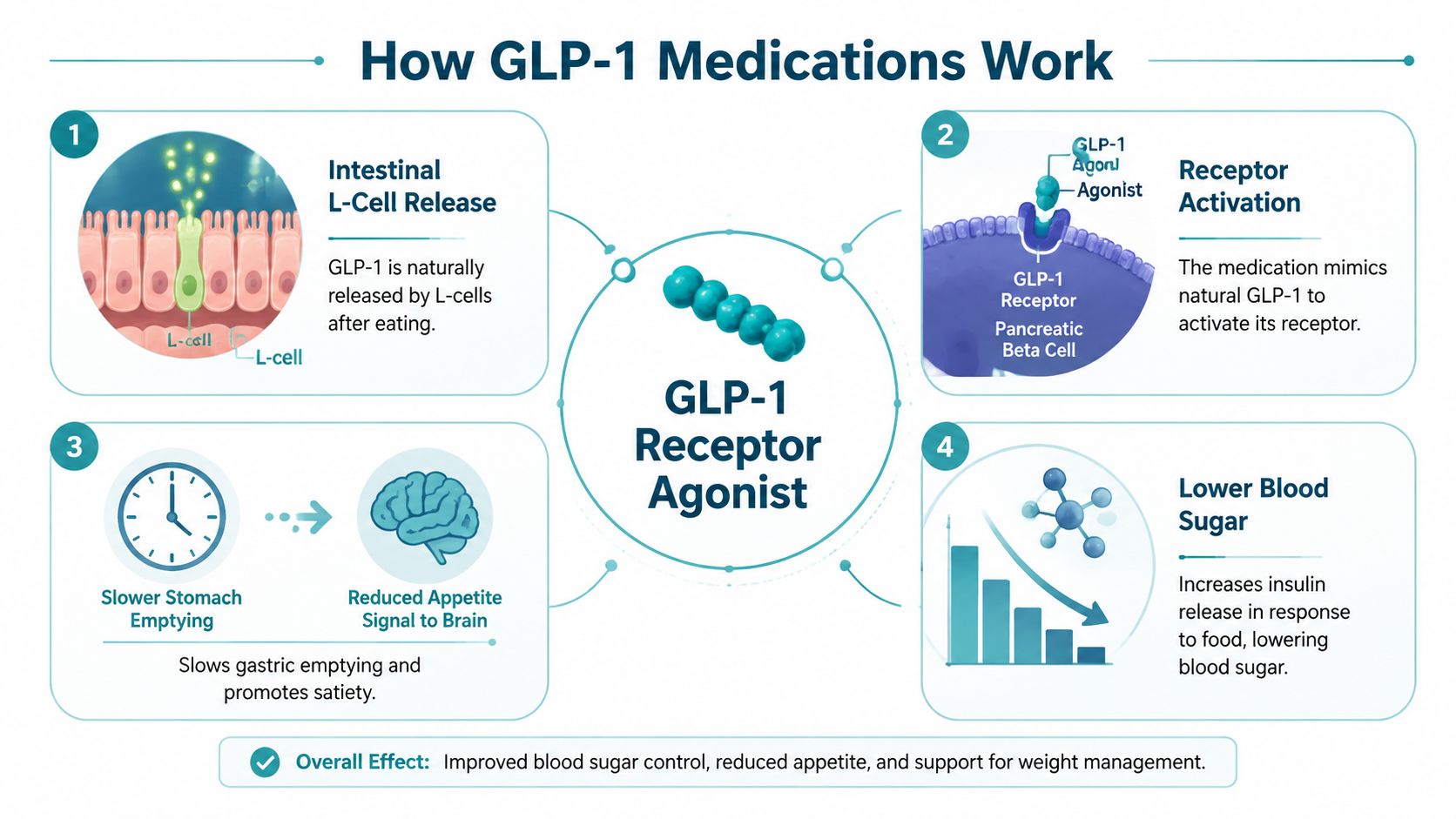 An infographic illustrating how GLP-1 medications work in the body to manage blood sugar and appetite.