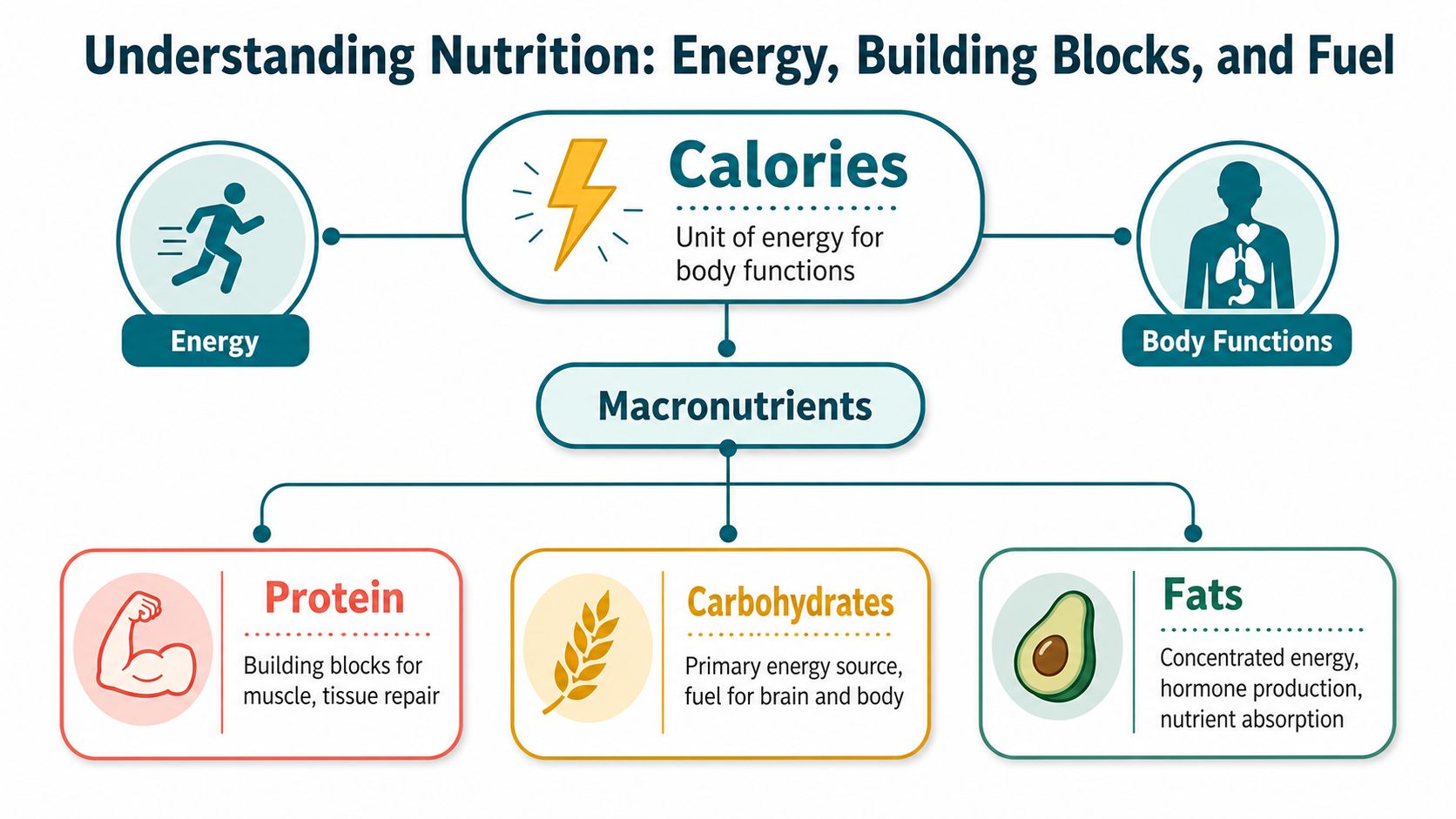 An infographic illustrating nutrition concepts including calories, macronutrients, protein, carbohydrates, and fats for energy and body functions.