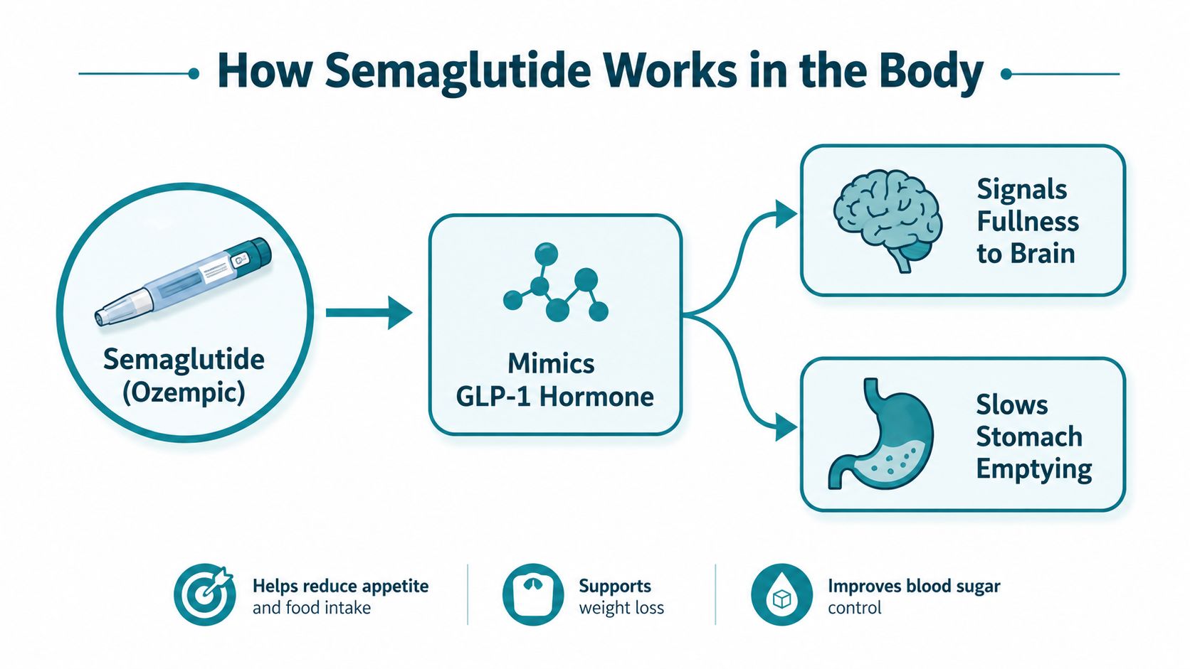 A diagram illustrating how Semaglutide mimics the GLP-1 hormone to signal fullness and slow stomach emptying.