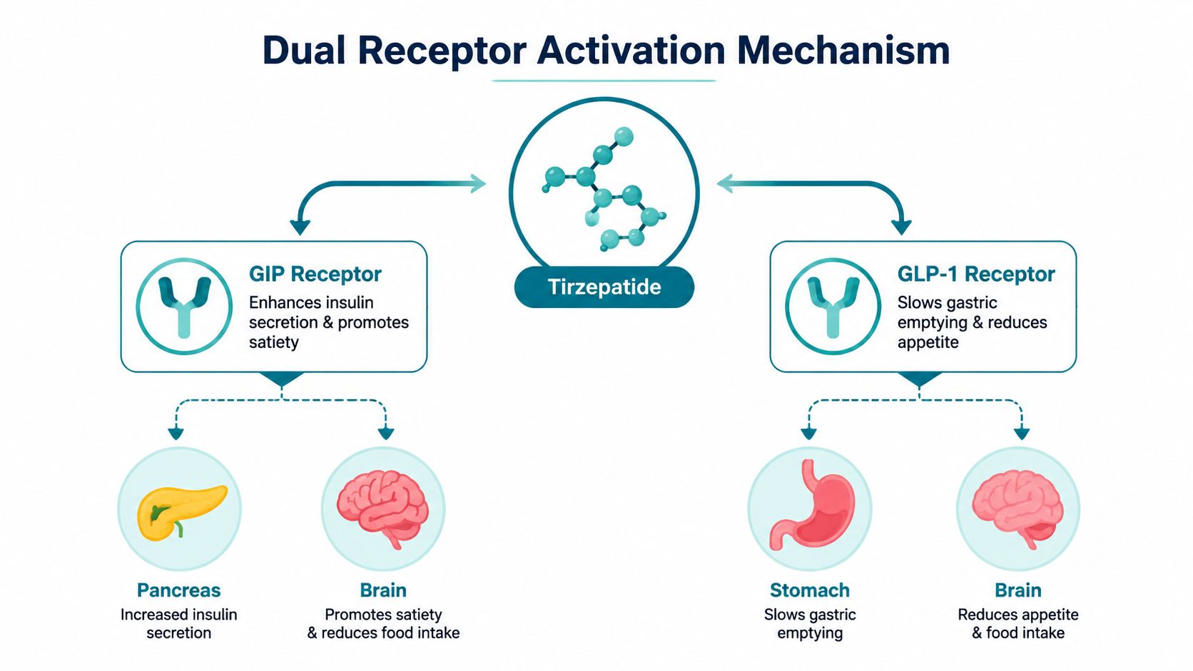 An infographic illustrating the dual receptor activation mechanism of Tirzepatide in the pancreas, brain, and stomach.