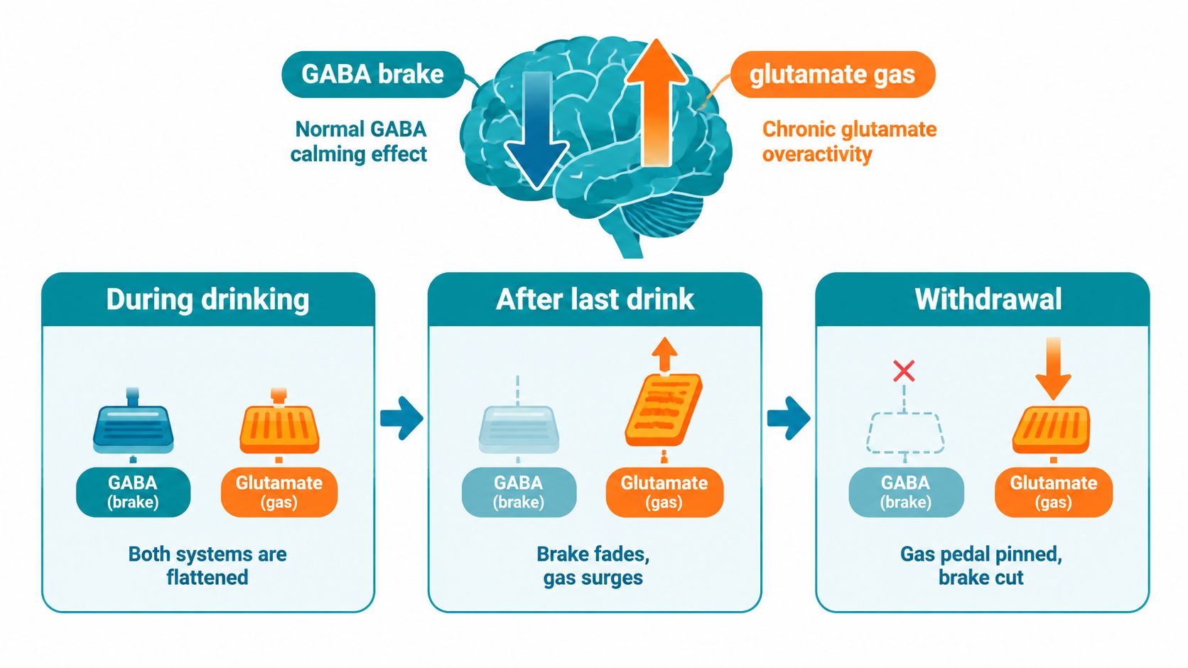 A diagram comparing GABA and glutamate levels during drinking, after the last drink, and during alcohol withdrawal.