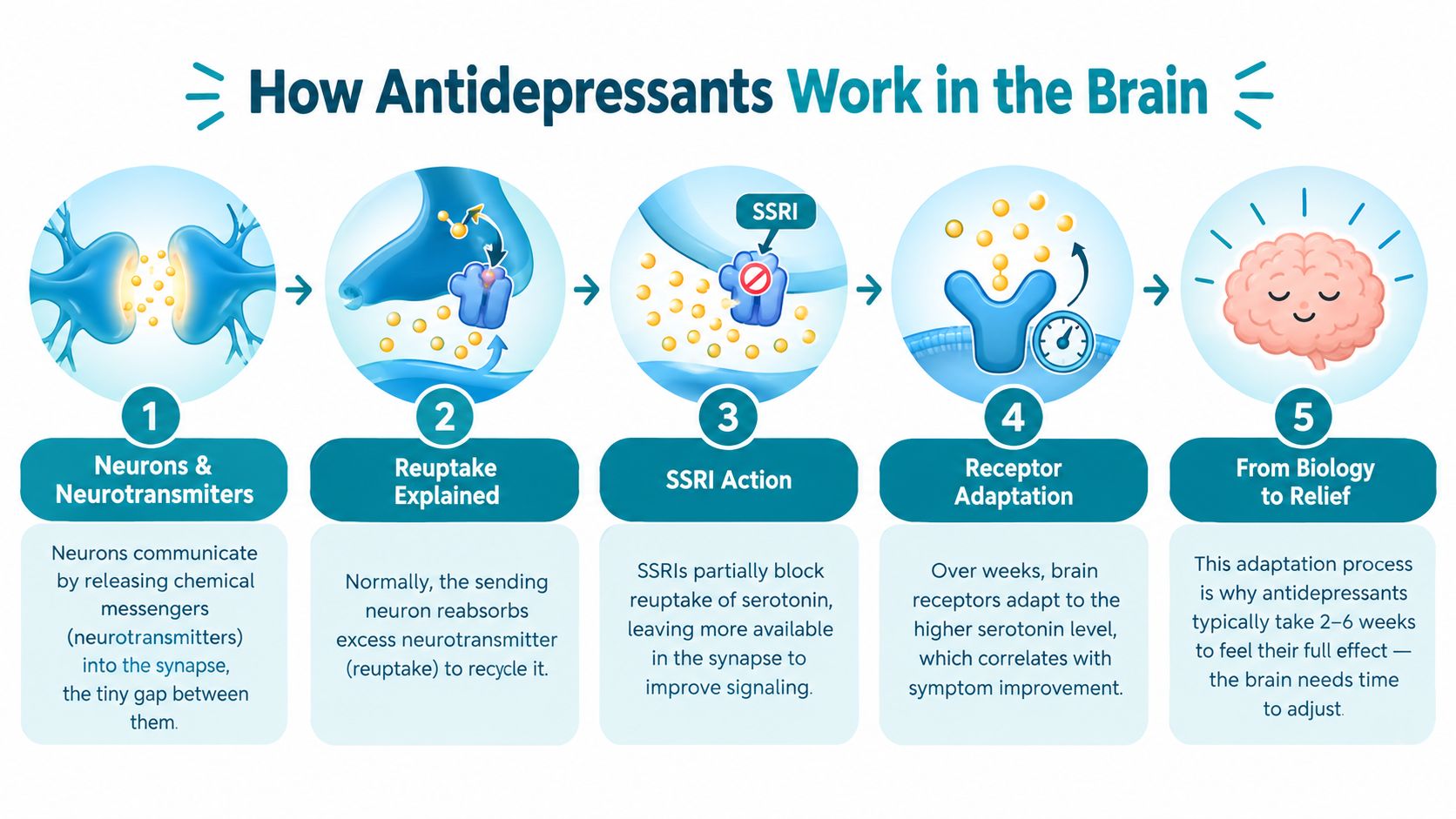 An infographic explaining the step-by-step biological process of how antidepressants work in the human brain.
