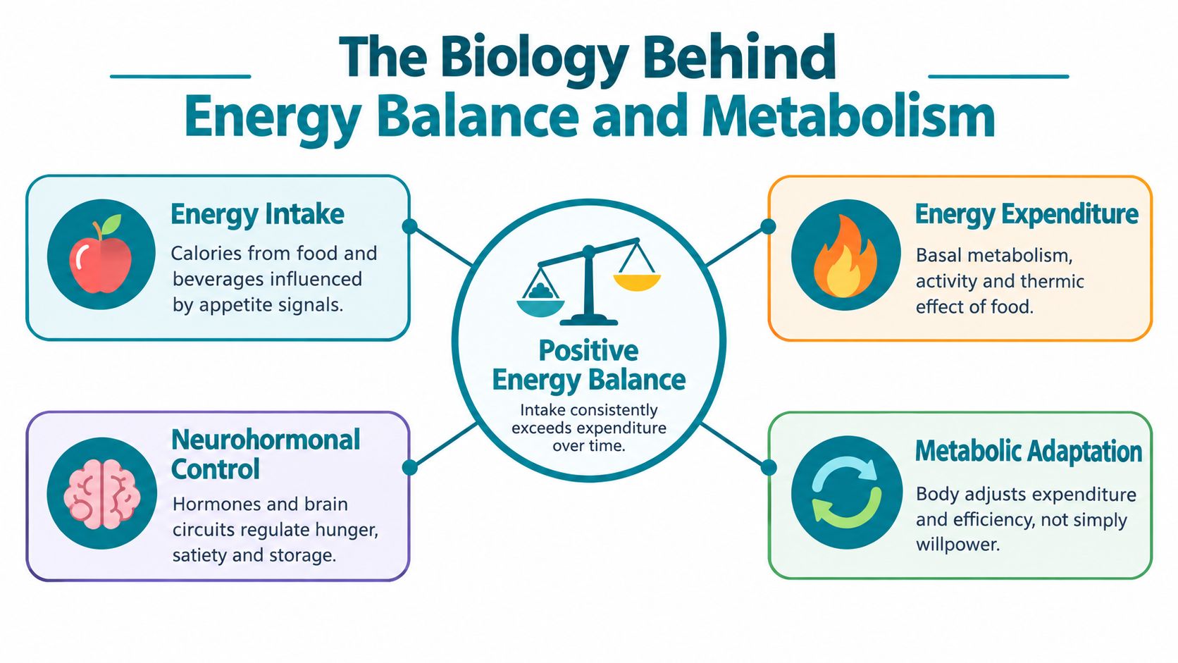 A diagram illustrating the biology of energy balance, metabolism, and factors influencing body weight regulation.