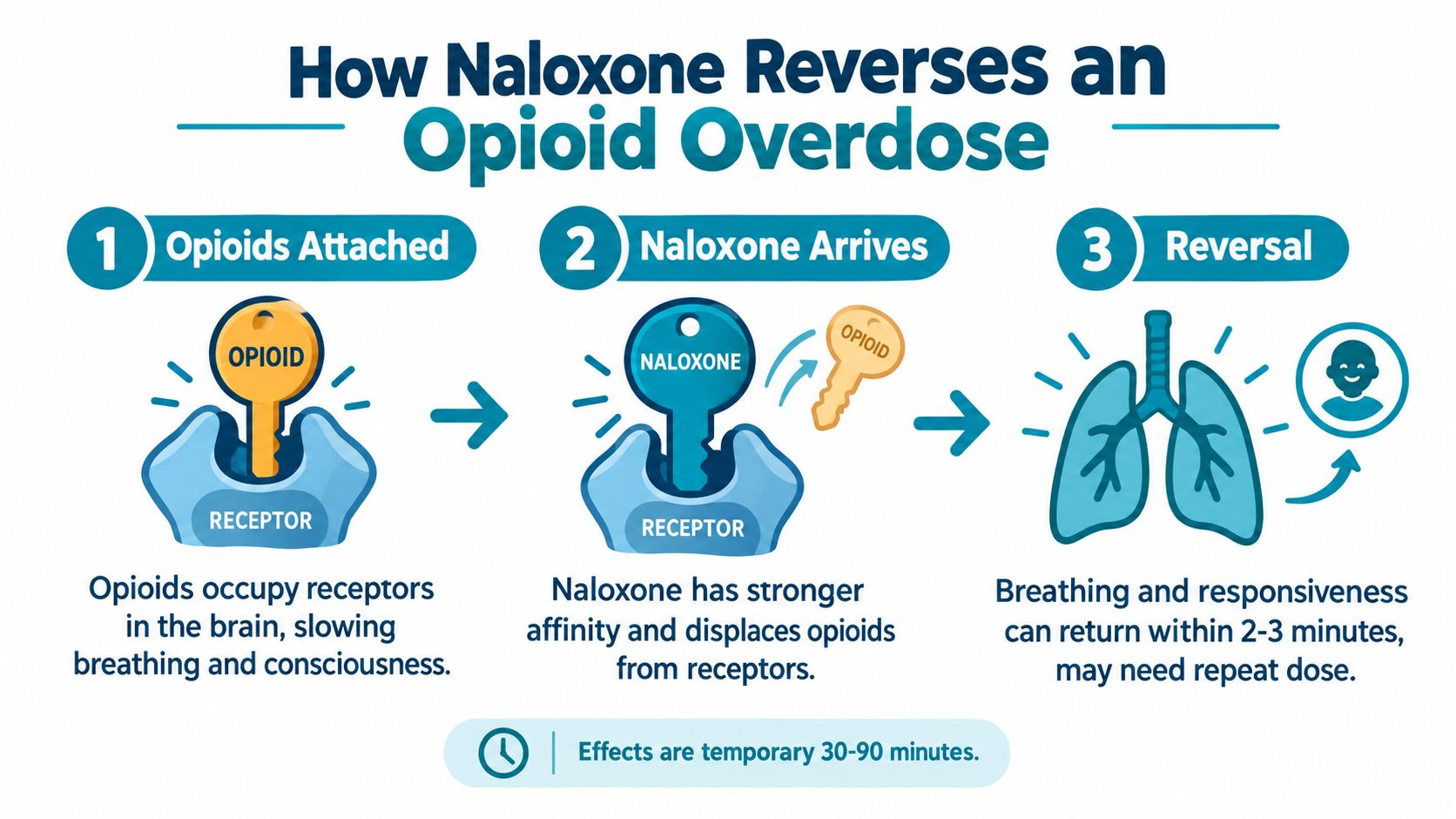 An infographic illustrating how naloxone works to reverse an opioid overdose by displacing opioids from brain receptors.