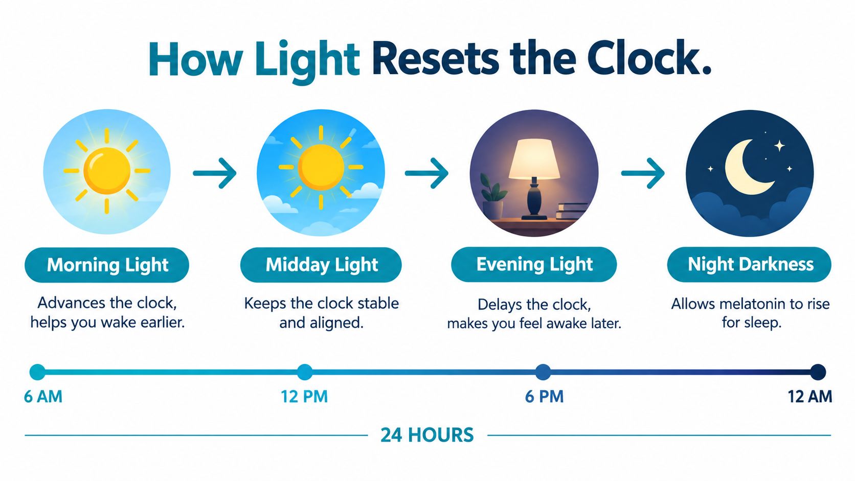 A diagram illustrating how different types of light throughout the day impact and reset your circadian rhythm.