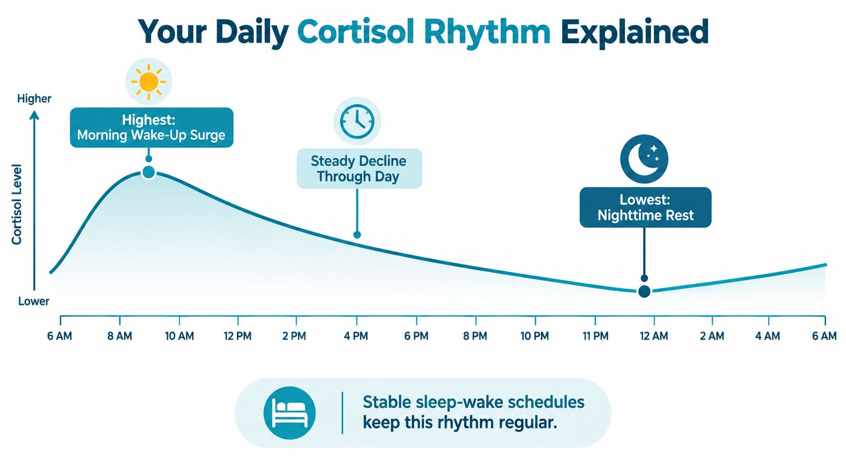 A line graph illustrating the natural daily cortisol rhythm, peaking in the morning and lowest at night.