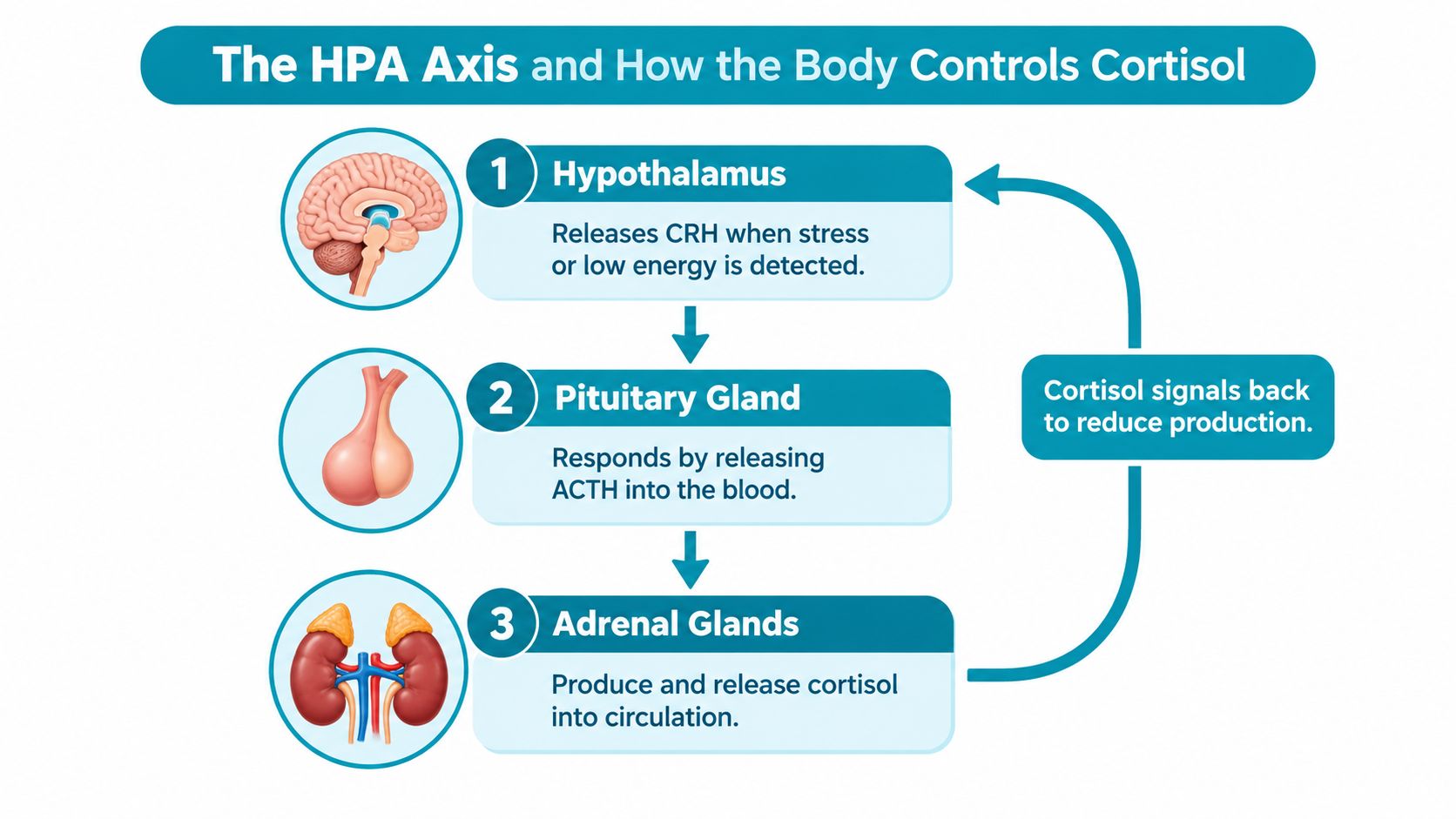 A diagram illustrating the HPA axis, showing how the hypothalamus, pituitary, and adrenal glands control cortisol production.
